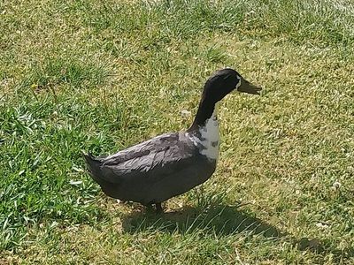 Purebred Blue Swedish Drake Duck