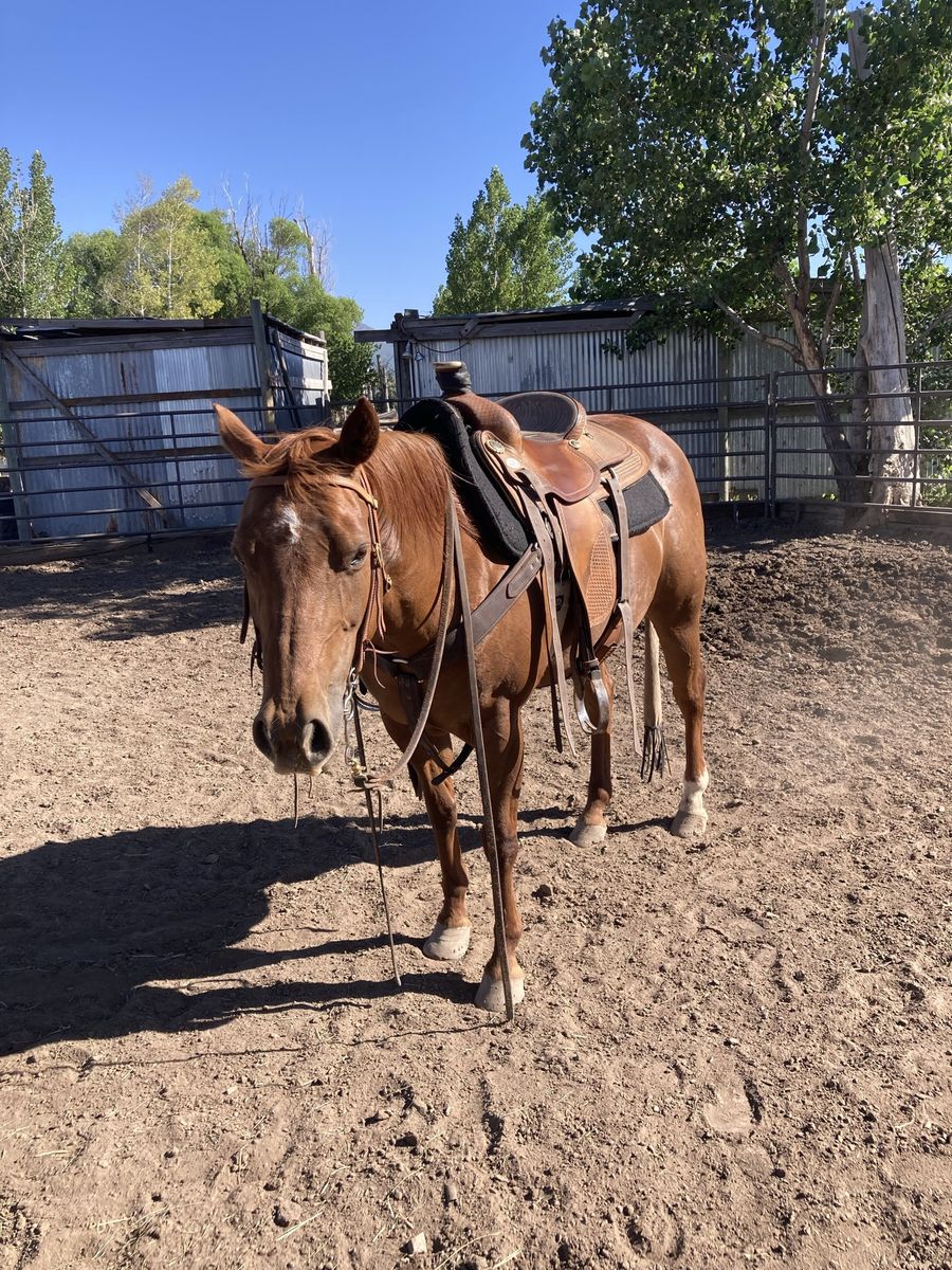 Piglet: 9-Year-Old Grade Mare - Soft, Responsive, Sure-Footed Mountain Horse, 13.1 hands