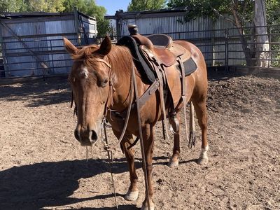 Piglet: 9-Year-Old Grade Mare - Soft, Responsive, Sure-Footed Mountain Horse, 13.1 hands
