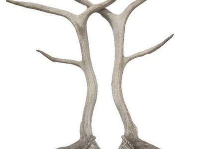 Elk shed