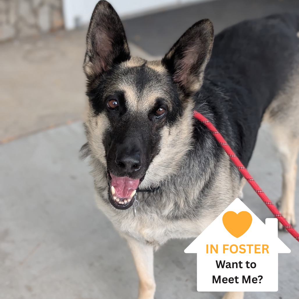 Hello my name is Maurice Snuggle Buttons