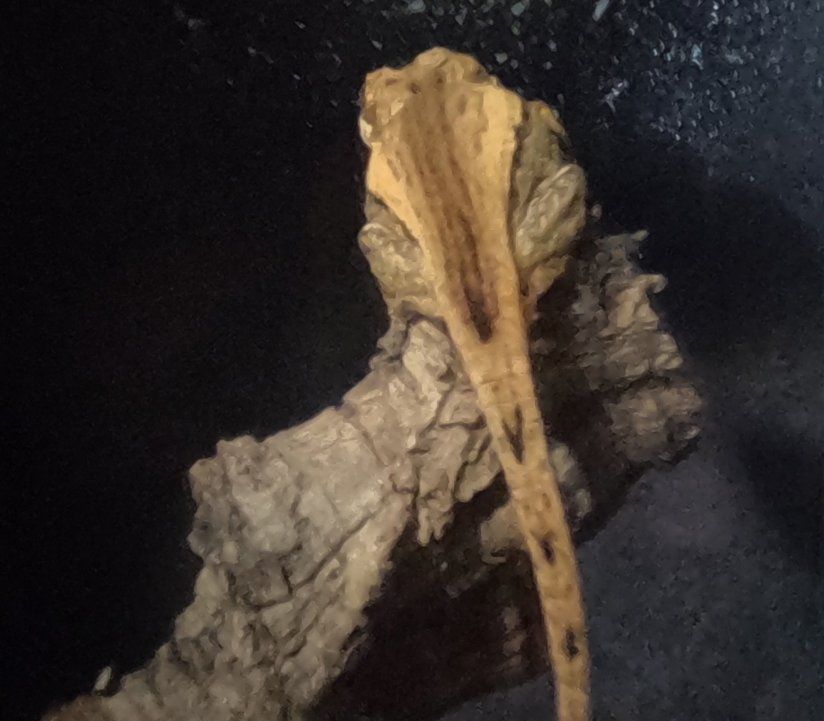 Sub-Adult Gargoyle Gecko Female