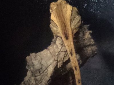Sub-Adult Gargoyle Gecko Female