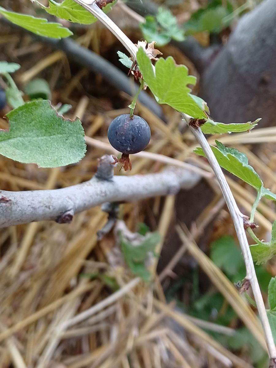 Harvest and Process Fruit, Nut, Berries  and Herbs Workshop
