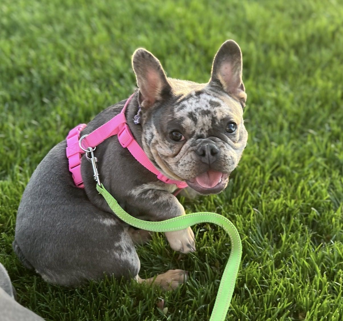Female French Bulldog