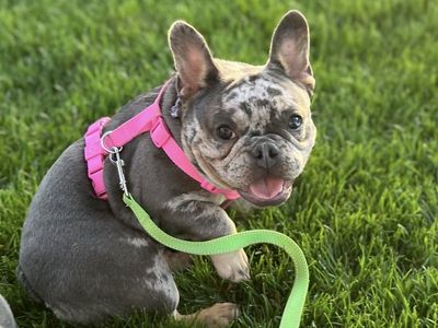 Female French Bulldog