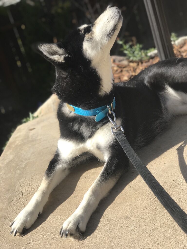 URGENT - Sasha Dog For Adoption Husky Emergency Rehoming!