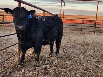 Registered Black Angus Yearling Bulls