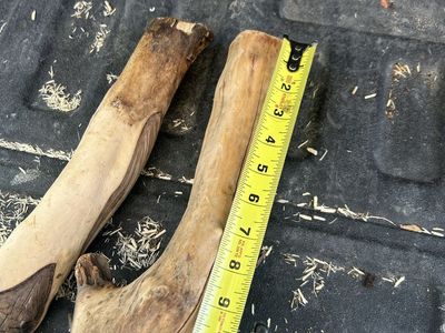 Reptile wood