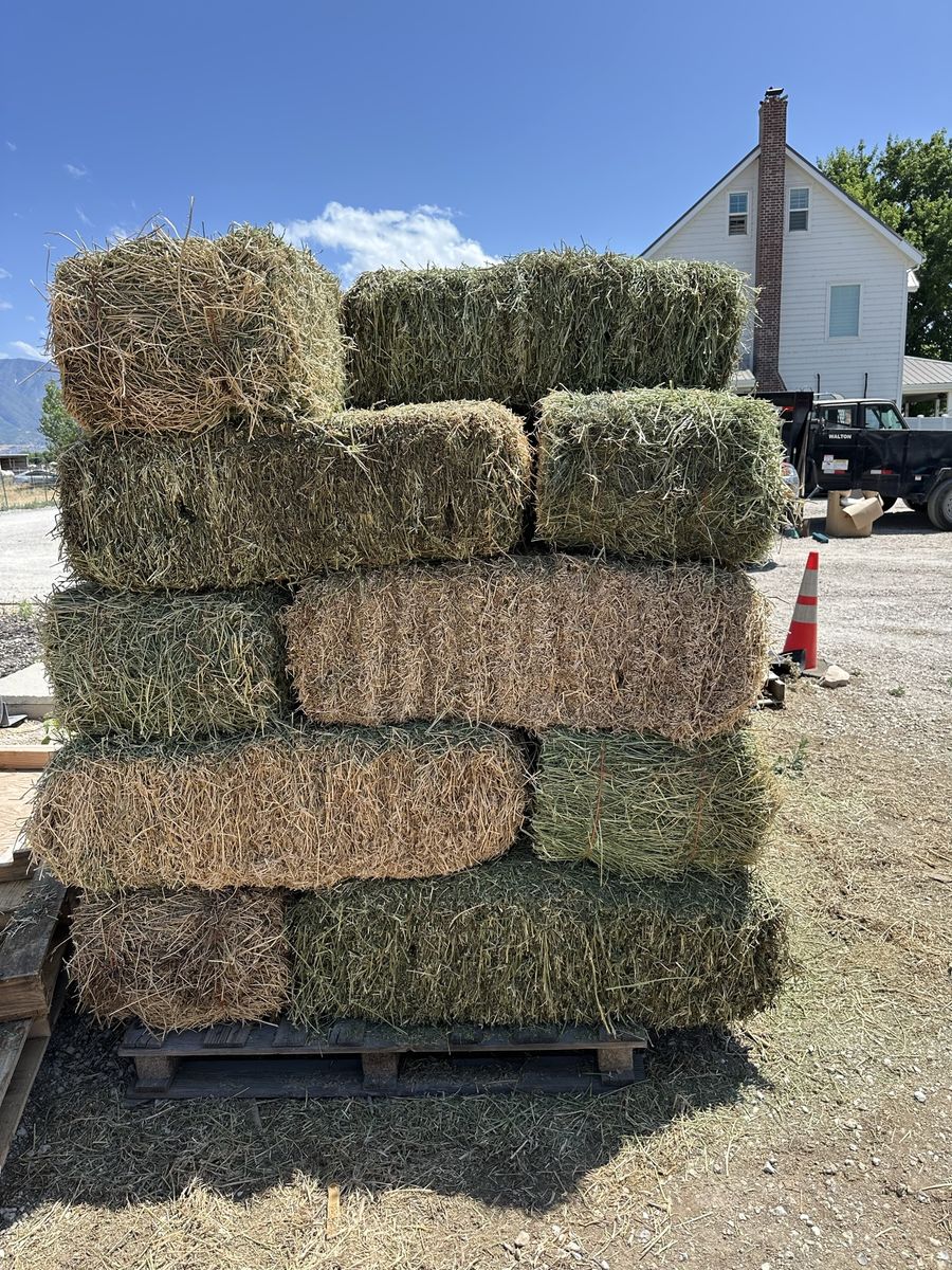 Cow hay