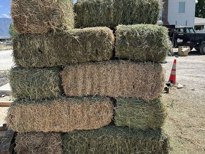 Cow hay