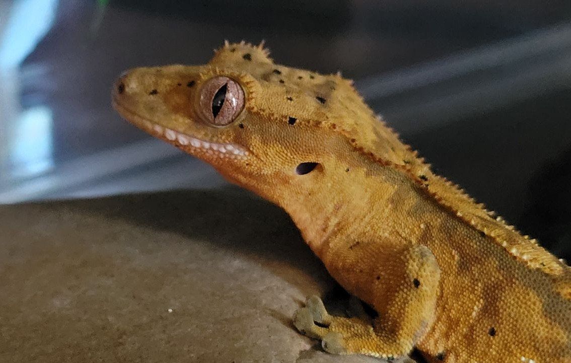 Baby Female Flame-Dalmation Crested Gecko