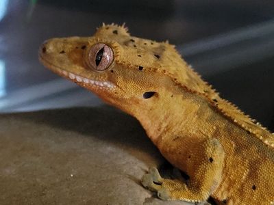 Baby Female Flame-Dalmation Crested Gecko