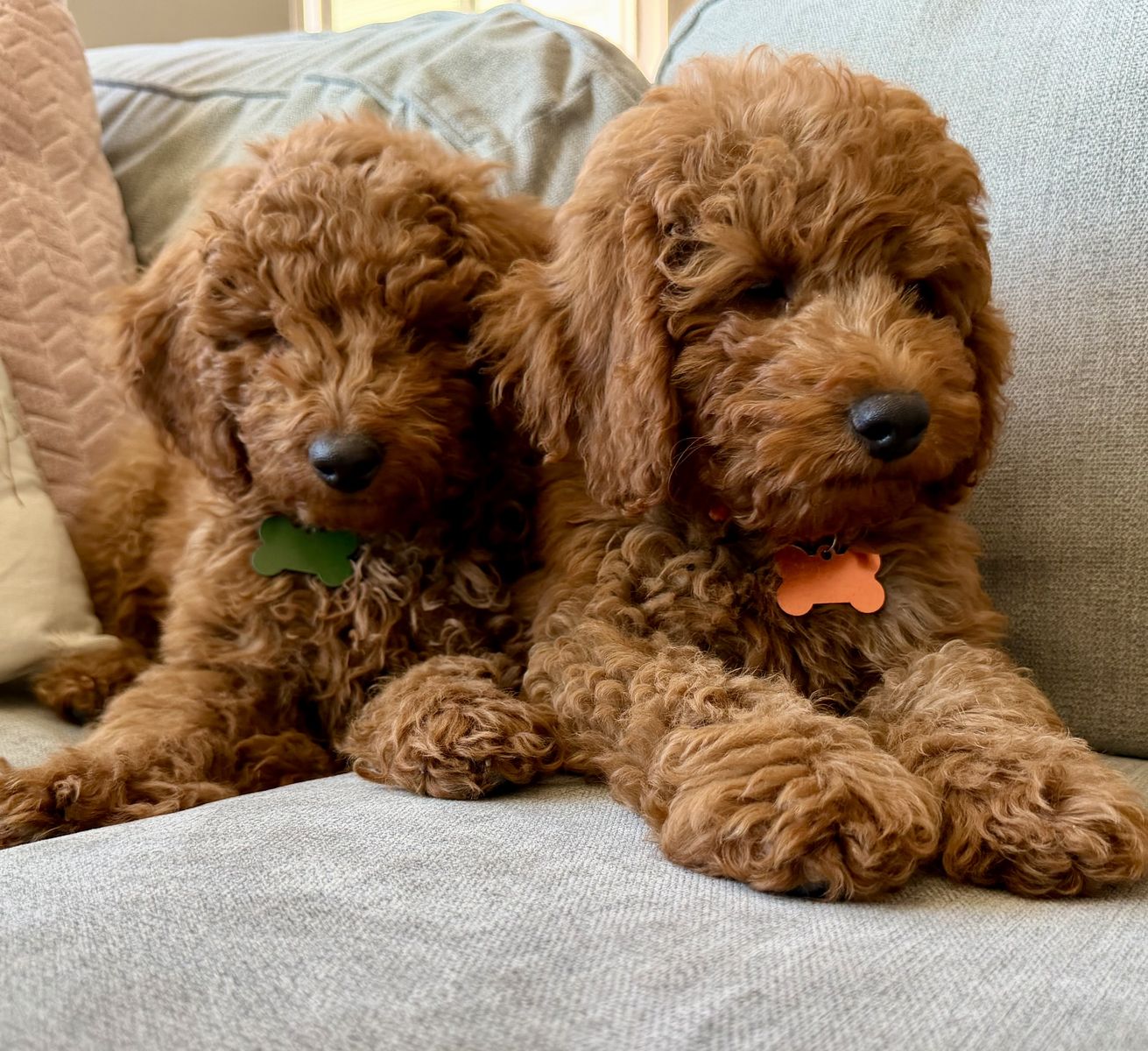 Last Easter Puppy! Mini Goldendoodle Ready for His Forever Home