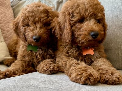 Last Easter Puppy! Mini Goldendoodle Ready for His Forever Home