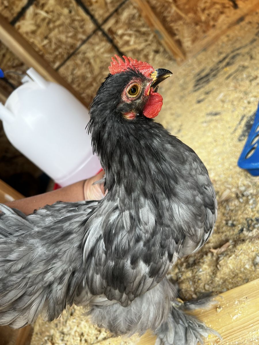 Free Cochin rooster