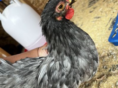 Free Cochin rooster
