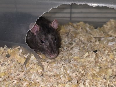 pet rats