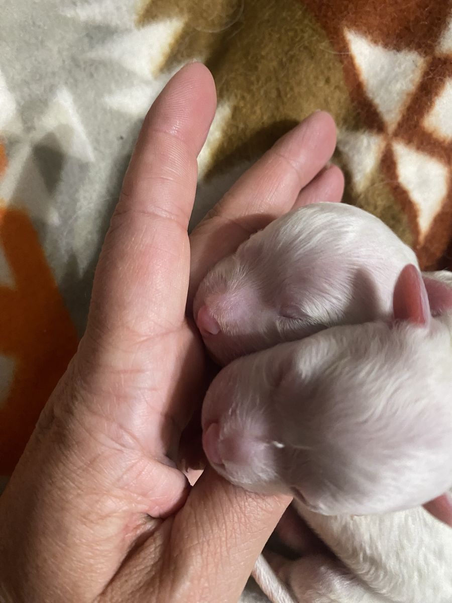 Purebred Bichon Frise Puppies - 4 males & 2 females