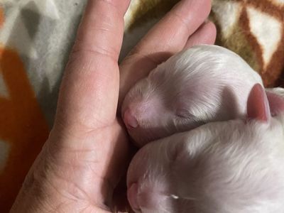 Purebred Bichon Frise Puppies - 4 males & 2 females