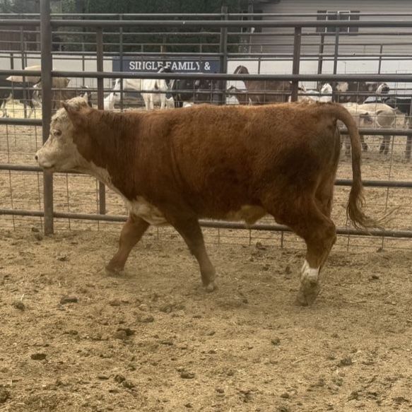 Hereford bull  mini  trich tested 