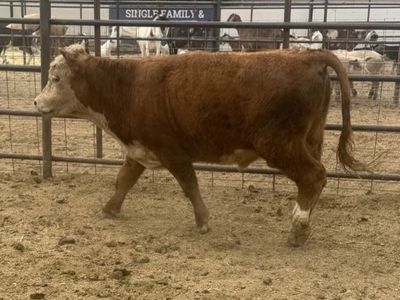 Hereford bull mini trich tested