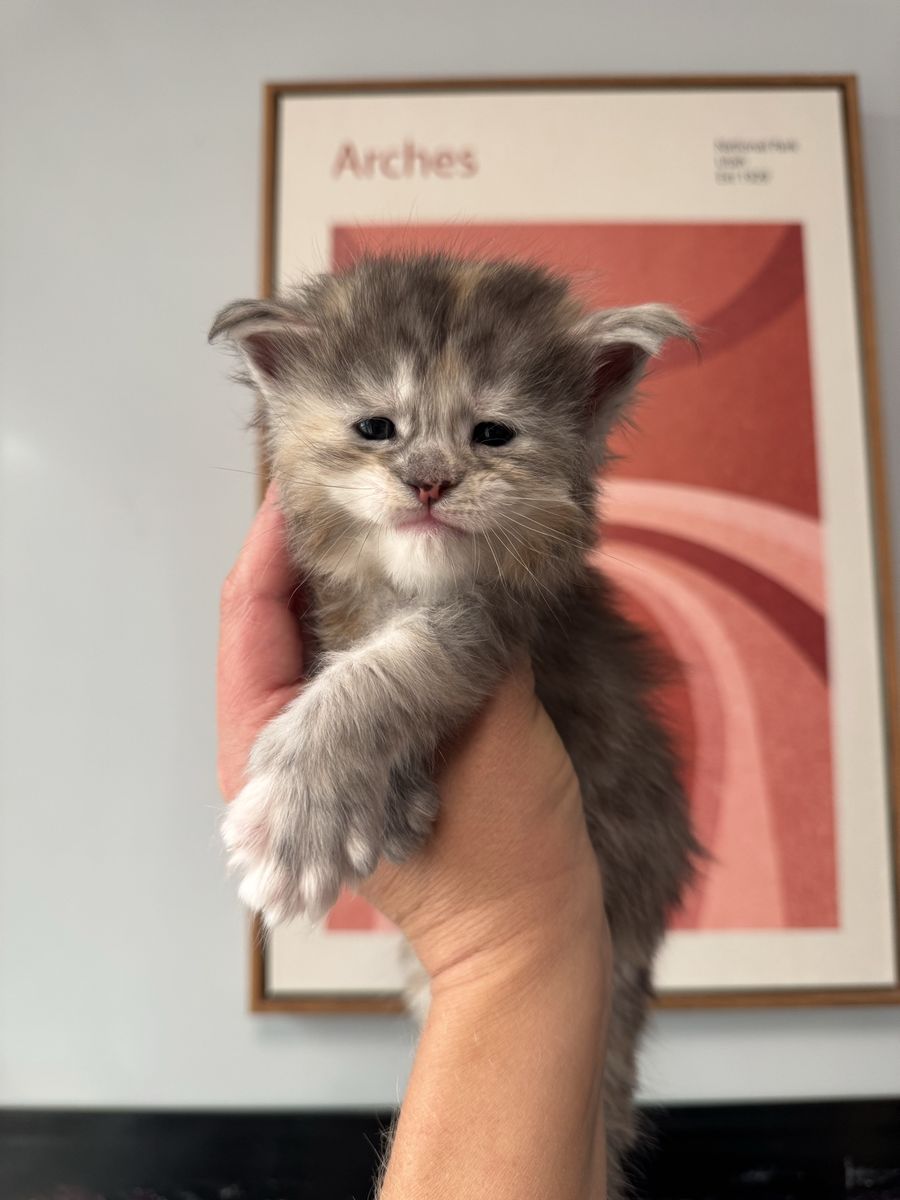 Maine Coon Kittens