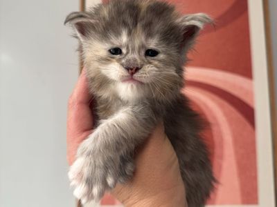 Maine Coon Kittens