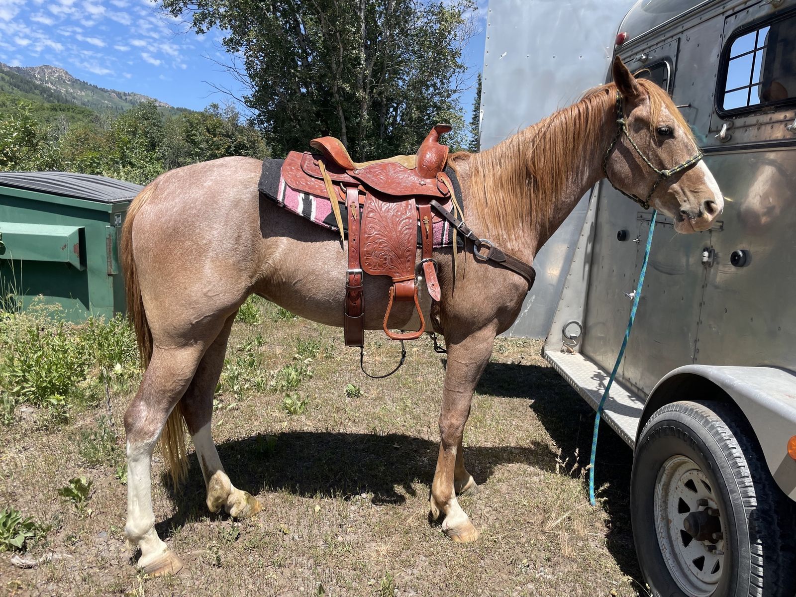 Registered Spotted Mountain (Kentucky) Horse – Red Roan Mare (2019) – Trail‑Savvy, Sweet, Proven Broodmare