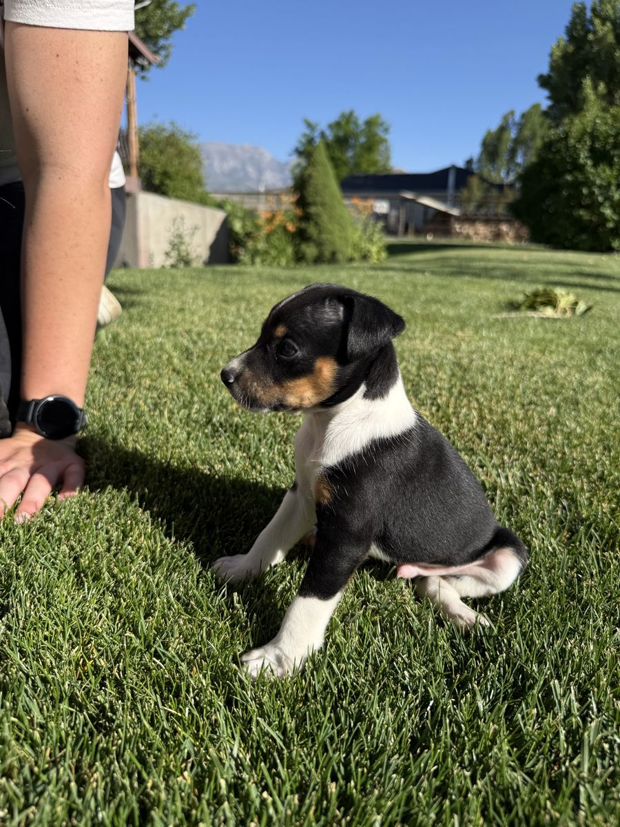 UKCI REGISTERED Rat Terrier puppies