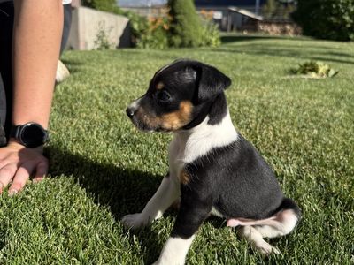 UKCI REGISTERED Rat Terrier puppies