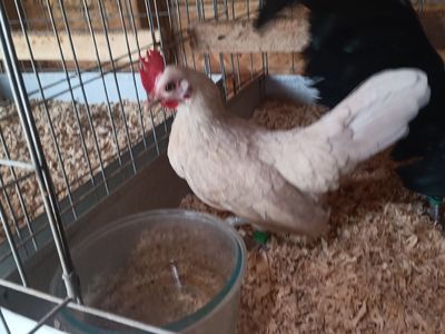 Azteca hen, O.E.G BLACK ROOSTER