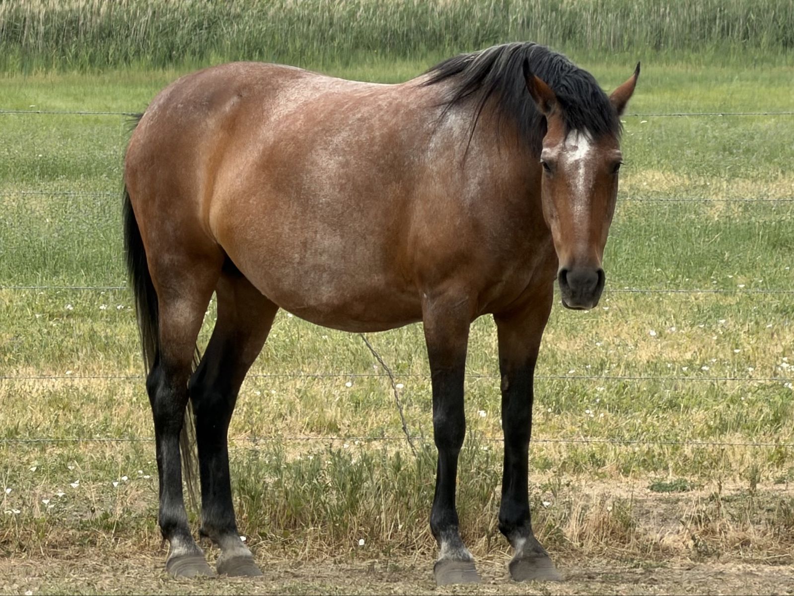 Awesome Mustang Mare!!!