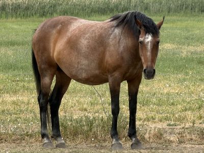 Awesome Mustang Mare!!!