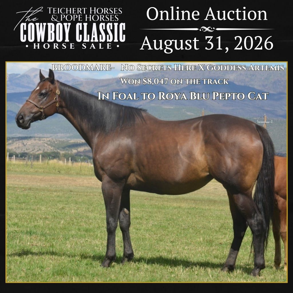Money Earning Broodmare In Foal
