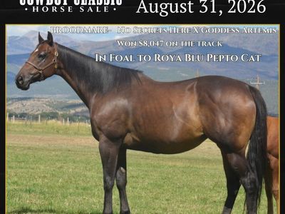 Money Earning Broodmare In Foal