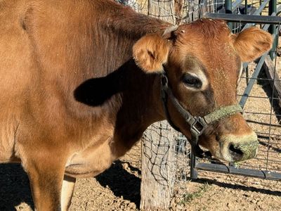 Halter Broke 1st calf Jersey Cow