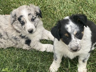 Border Collie Aussie cross puppies