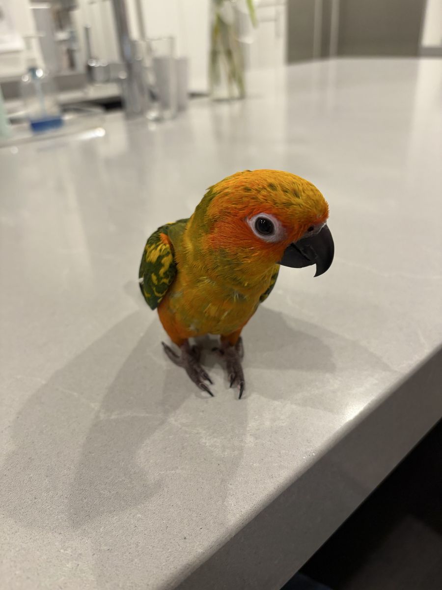Sun conure