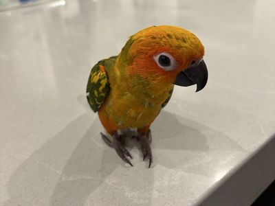 Sun conure