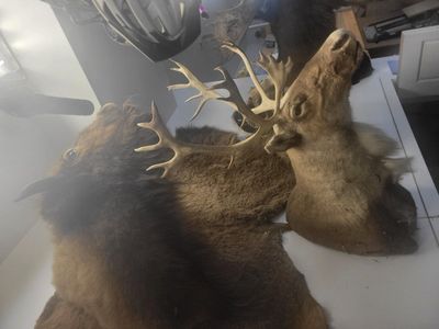 Wildlife Taxidermy