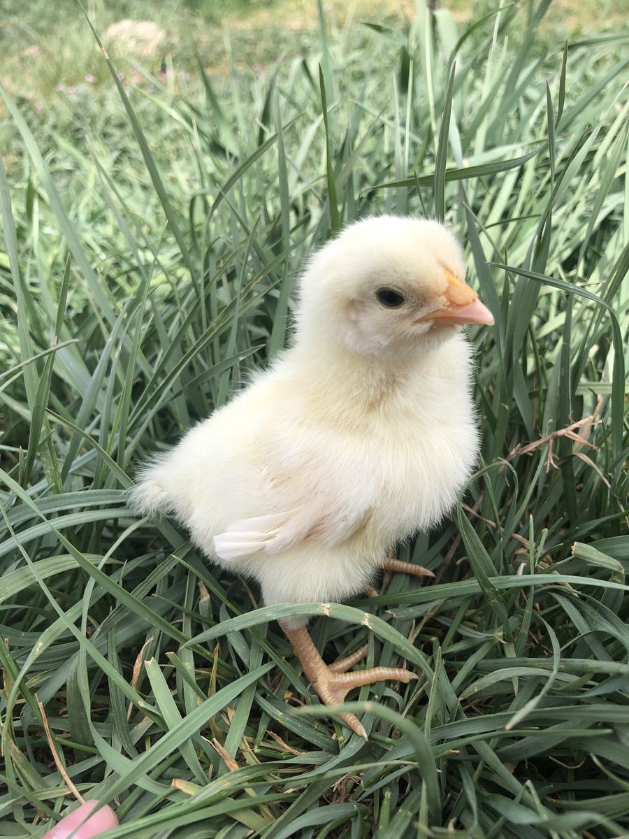 American Bresse Chicks