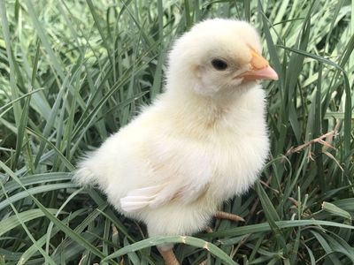 American Bresse Chicks