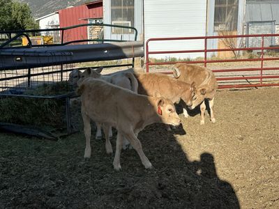 Charolais / Jersey Cross Beef Calves- Calf - Healthy & Ready for Your Farm