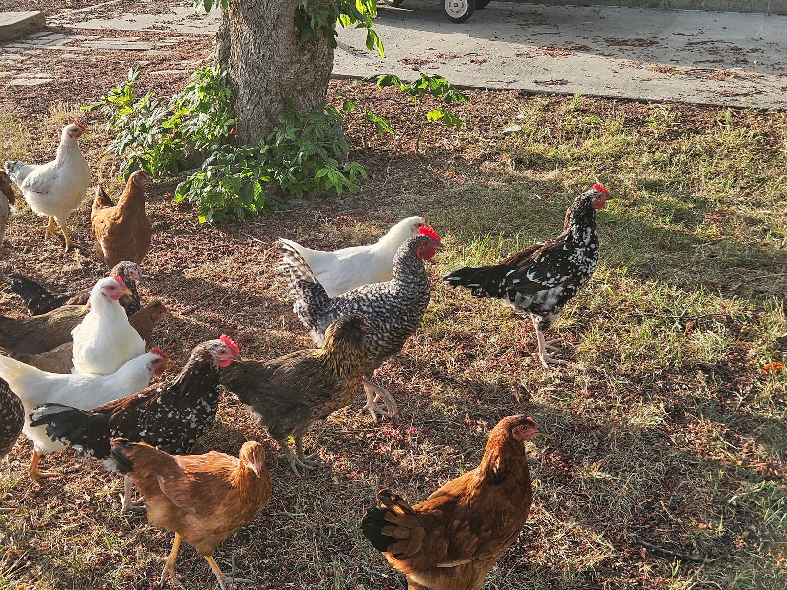 Chickens