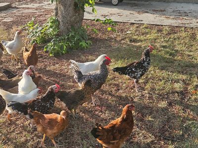 Chickens
