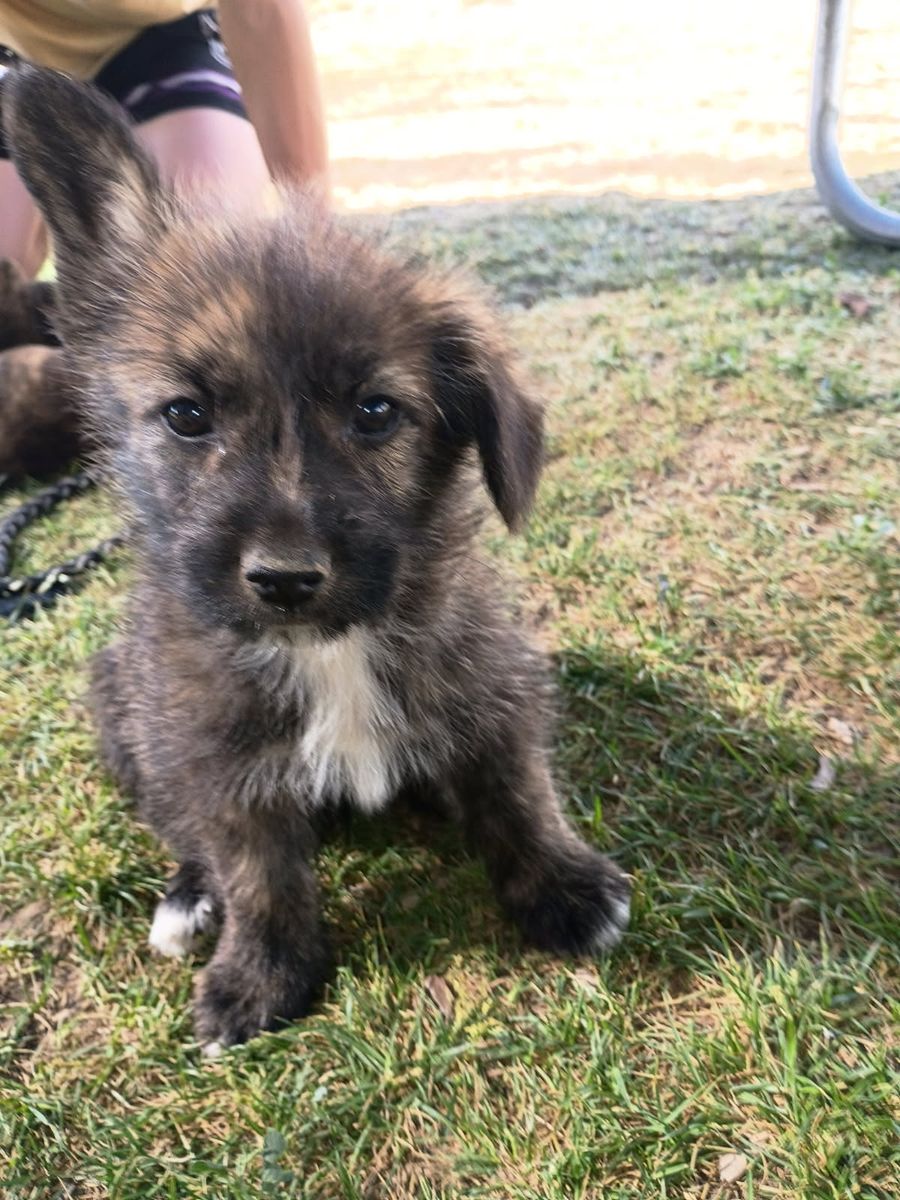 Shorgi/ Dutch Shepherd mix puppies