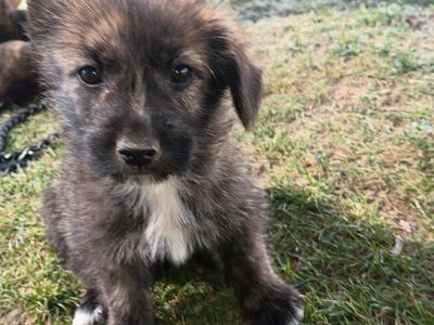 Shorgi/ Dutch Shepherd mix puppies