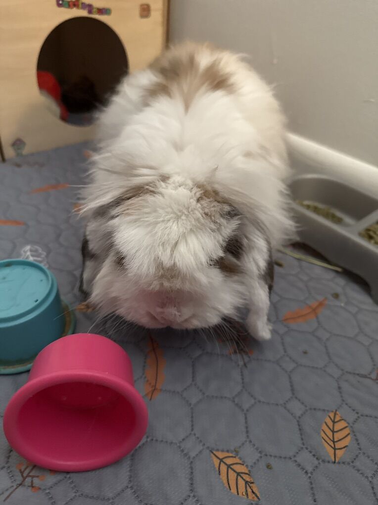 Bunny & Bunny Supplies