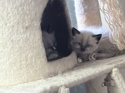 Siamese kittens